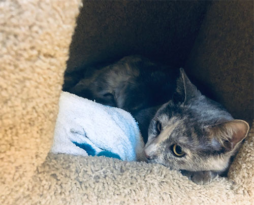 Valley Humane Project