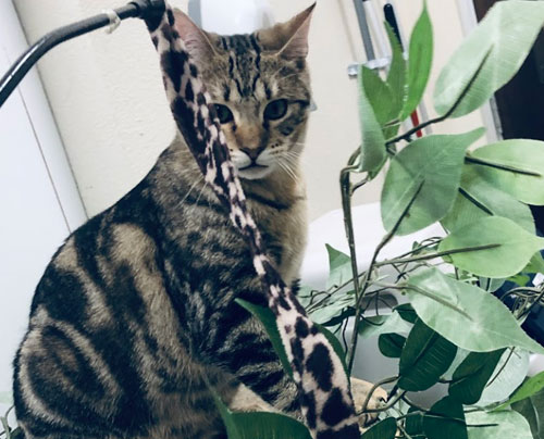 Valley Humane Project